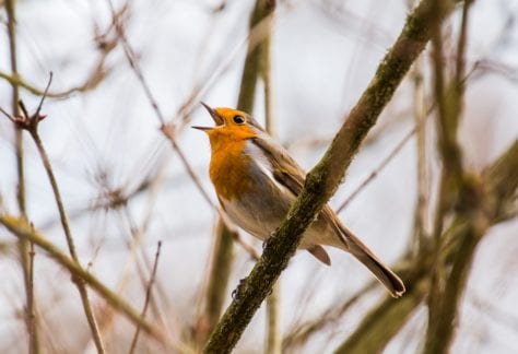 Bird singing