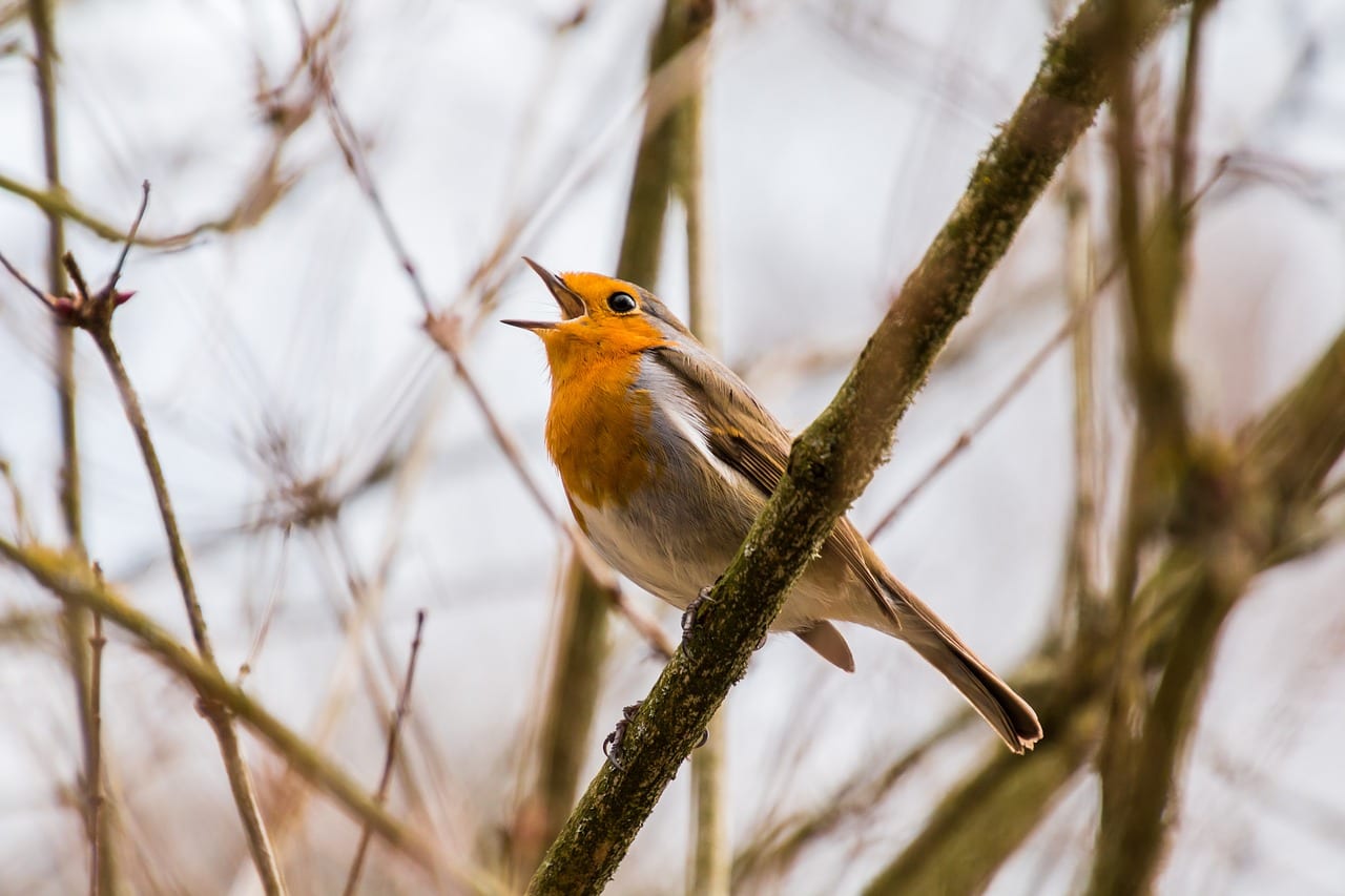 Bird singing